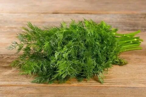 فروش شوید خشک در قم + خرید ارزان